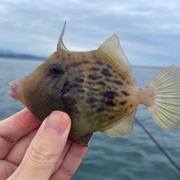 カワハギ