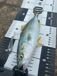 ツバスの釣果