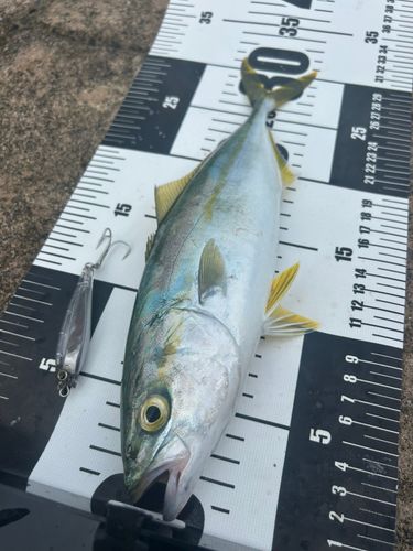 ツバスの釣果