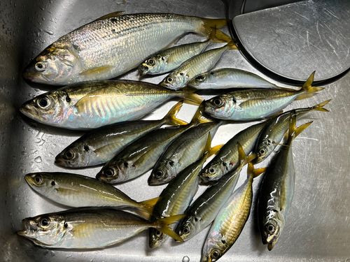 アジの釣果