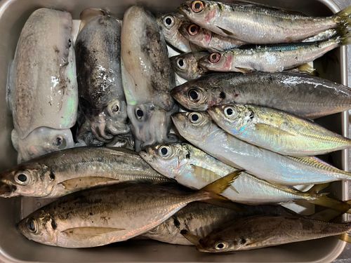 マアジの釣果