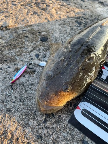マゴチの釣果