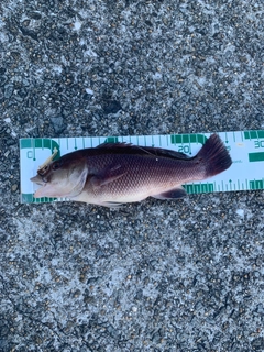 コブダイの釣果