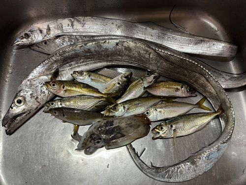 マアジの釣果