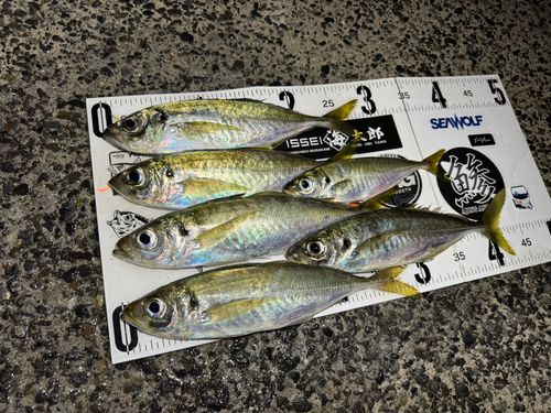 アジの釣果