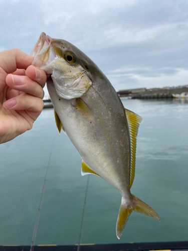 ショゴの釣果