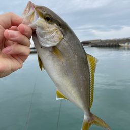 ショゴ