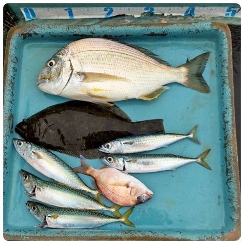 ヘダイの釣果