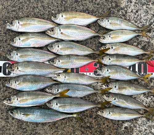マアジの釣果