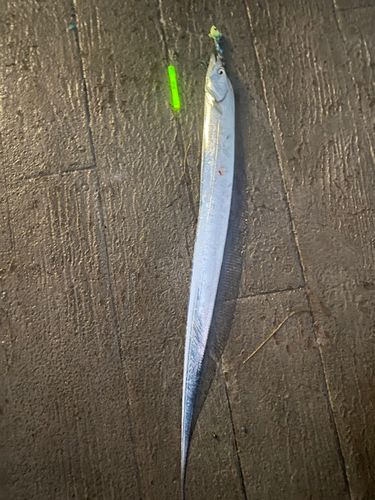 タチウオの釣果