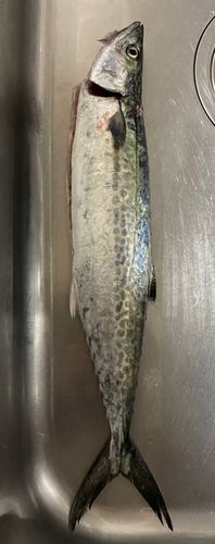 サゴシの釣果