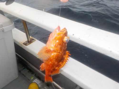 ウッカリカサゴの釣果