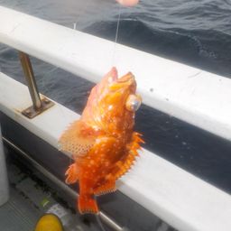 ウッカリカサゴ