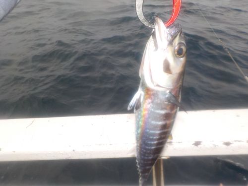 ヨコワの釣果