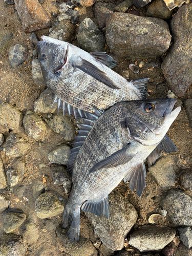 チヌの釣果