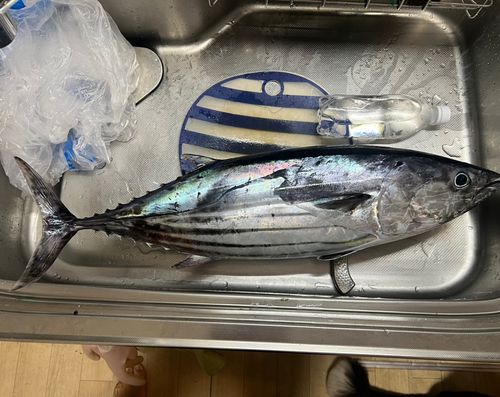 カツオの釣果