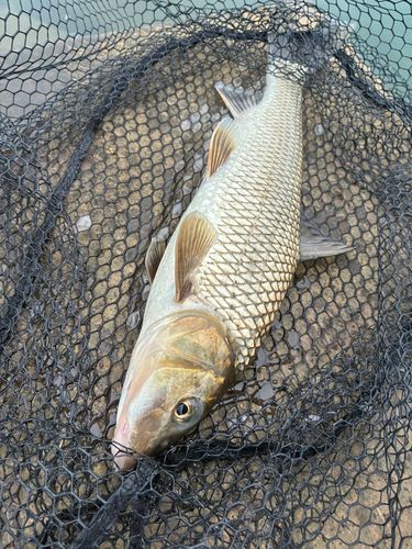 ニゴイの釣果