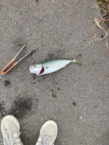 フクラギの釣果