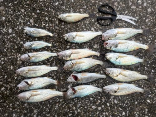 イシモチの釣果