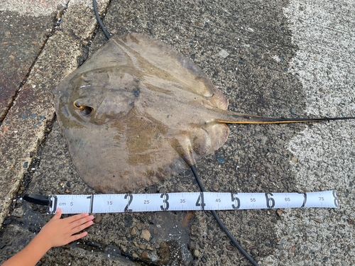 エイの釣果