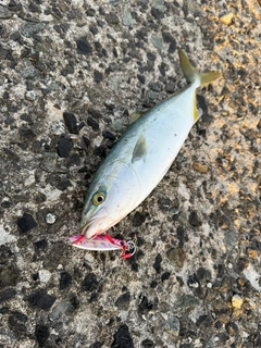 フクラギの釣果