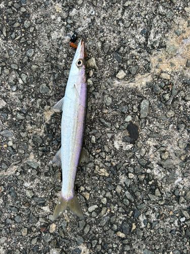 カマスの釣果