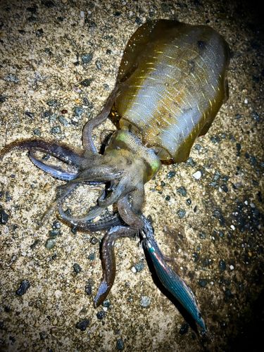 アオリイカの釣果