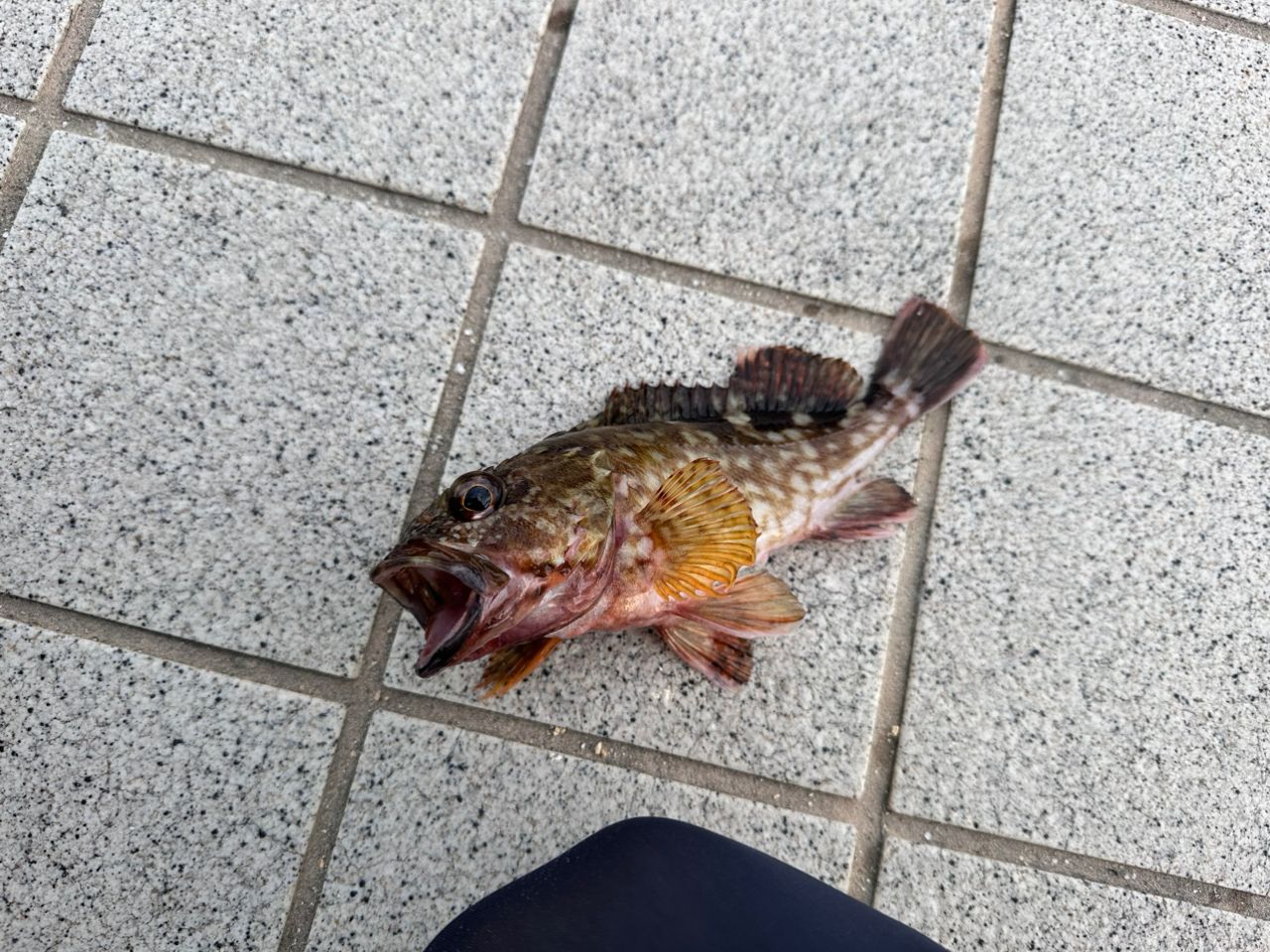 Gamakatsu ラグゼ 宵姫 華 弍 S54AL-solidの最安値・インプレ