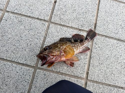 カサゴの釣果
