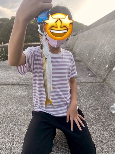 アカカマスの釣果