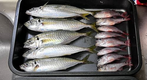 熱海港海釣り施設