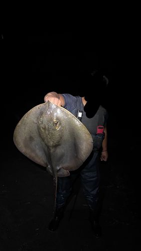 アカエイの釣果