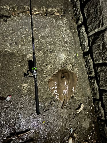 アカエイの釣果