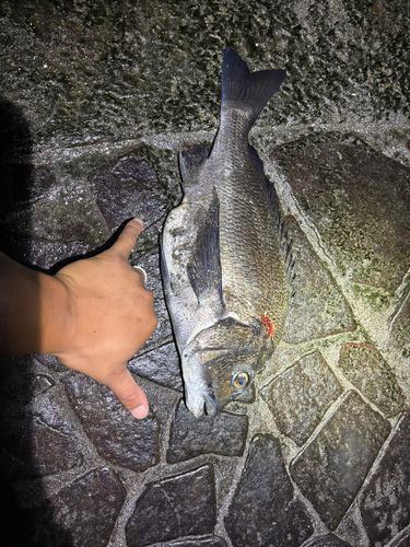 森戸海岸