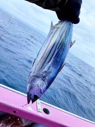 カツオの釣果