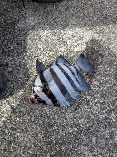サンバソウの釣果
