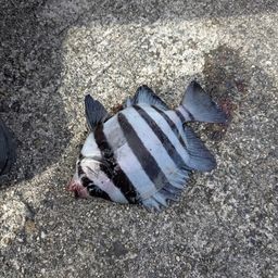 サンバソウ