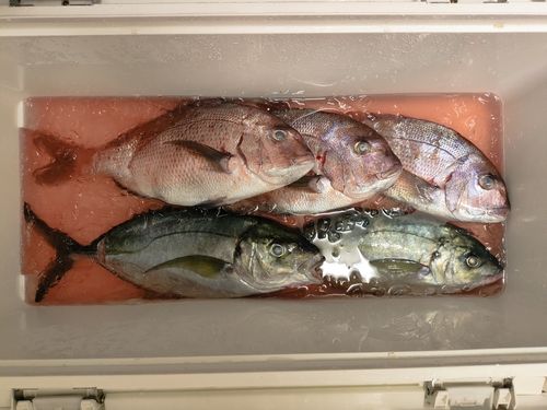 シマアジの釣果