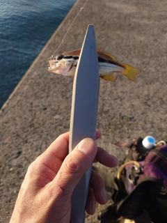 ヨコスジフエダイの釣果