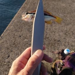 ヨコスジフエダイ