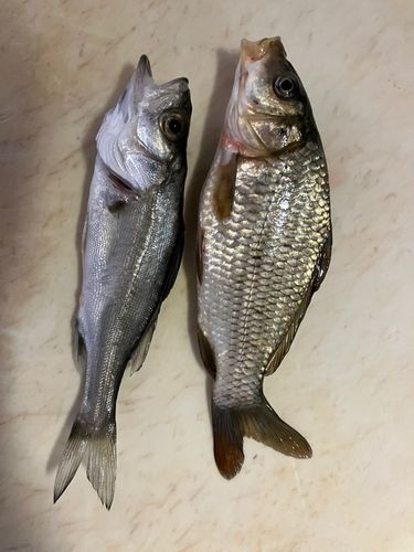 セイゴ（マルスズキ）の釣果