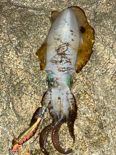 アオリイカの釣果