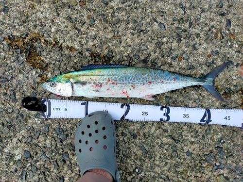 サゴシの釣果