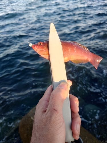 ベラの釣果