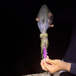 アオリイカ