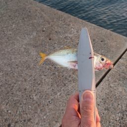 アジ