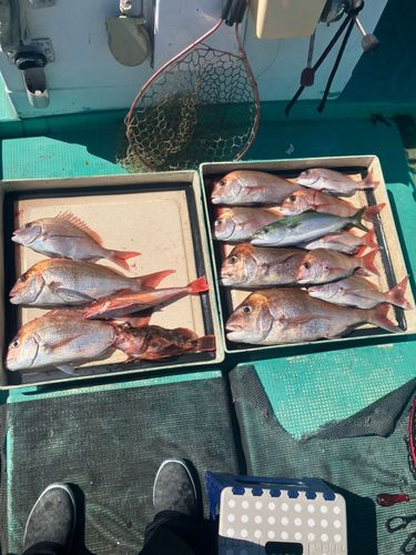 マダイの釣果