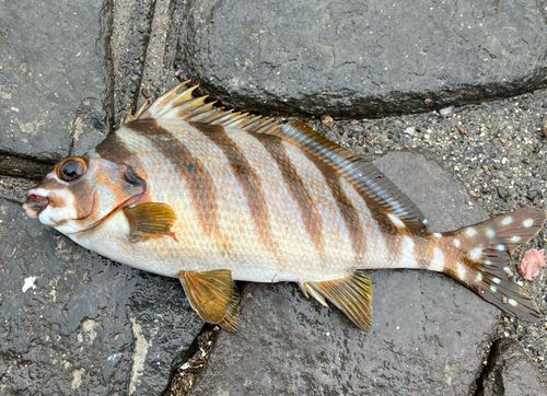 新居海釣公園