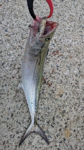 サゴシの釣果