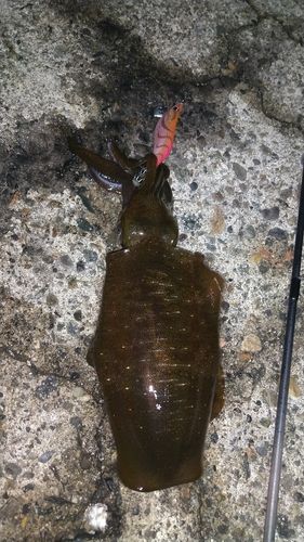 アオリイカの釣果